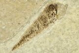 Detailed Fossil Fish (Knightia) With Gastropods - Wyoming #275156-2